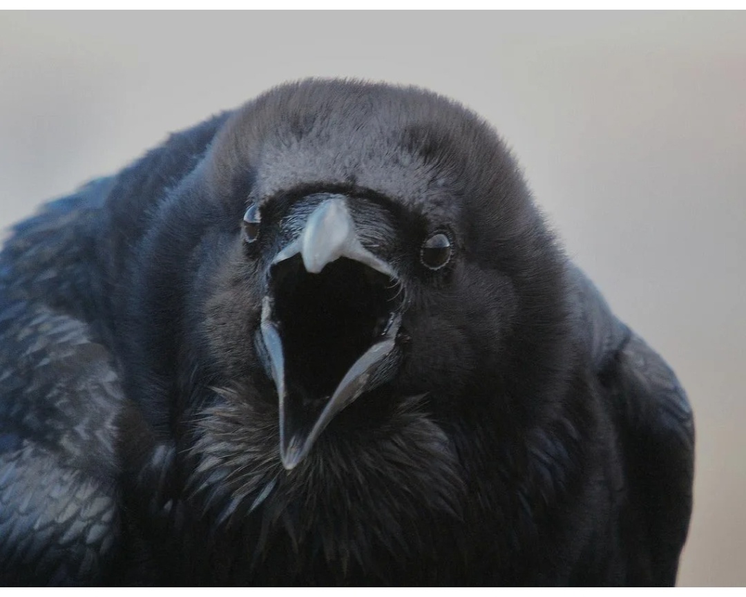 Фото из свободного доступа