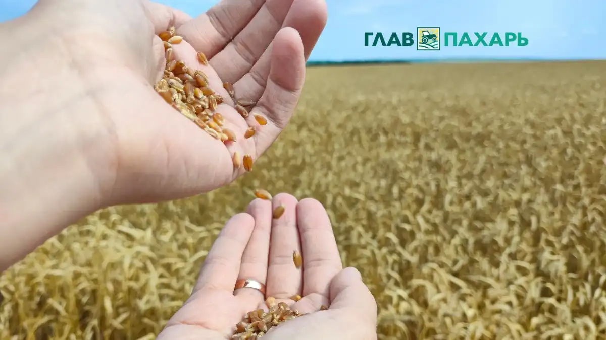 Фото: © Артем Борисов / Glavpahar.ruО проблемах макроэкономической среды в сельском хозяйстве РФ (фото иллюстративное)