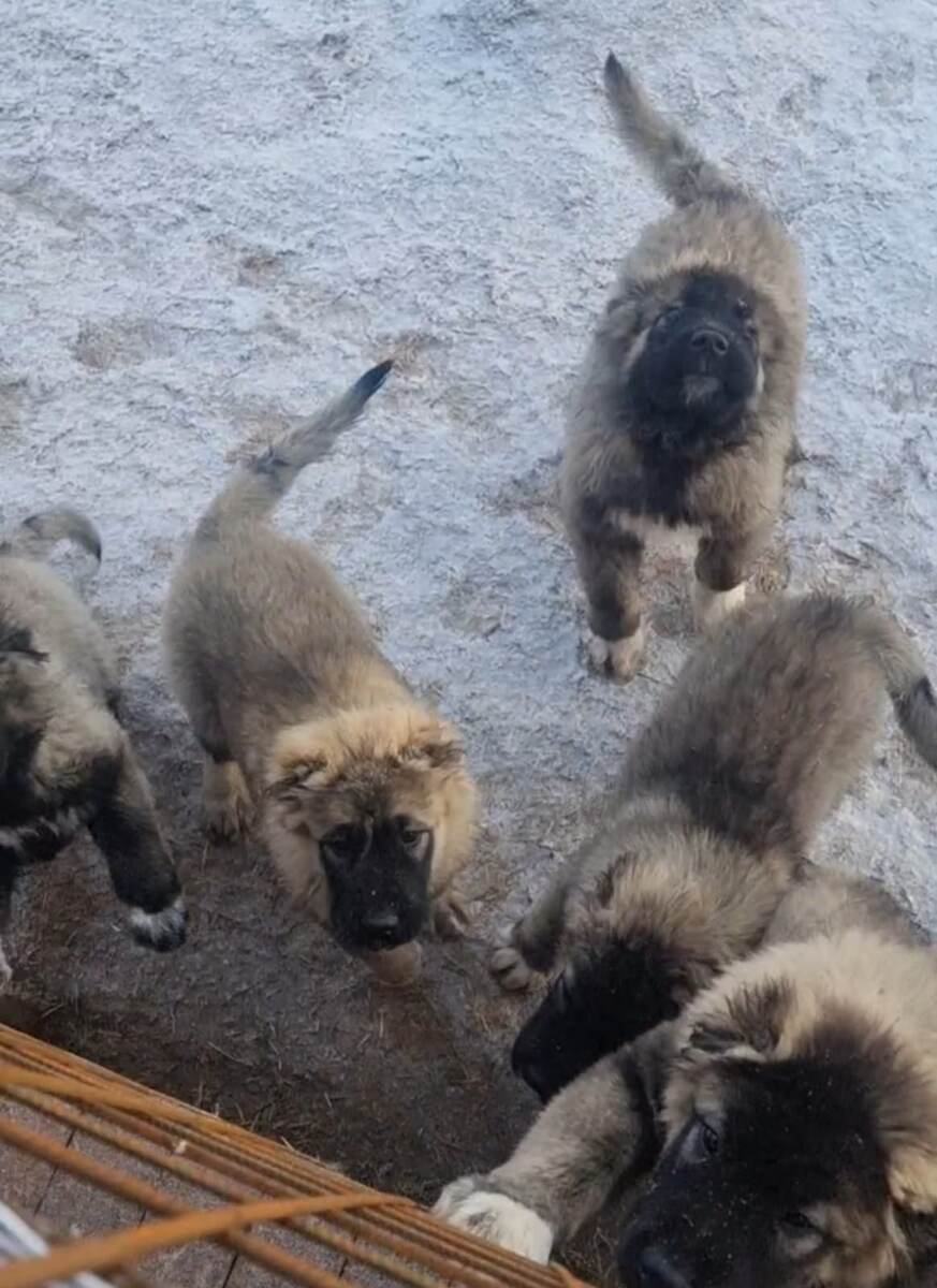 Вот эта хулиганская компания)))