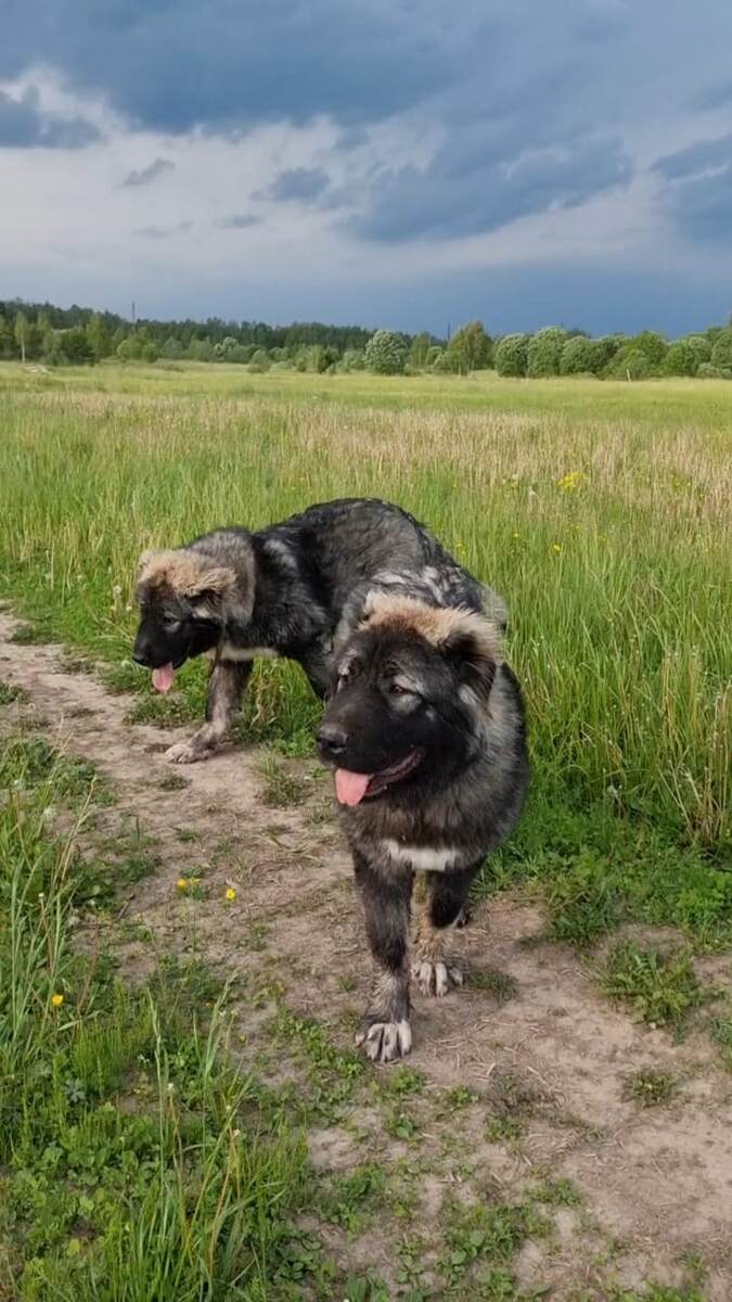 На переднем плане Шика, гуляет с братом Пирожком.