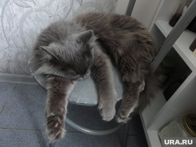    У кошек осенью падает настроение