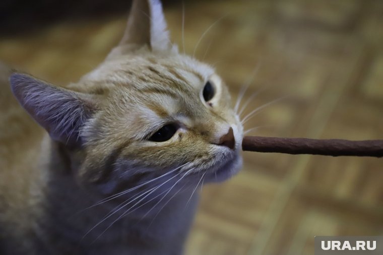     Если кот грустит и проявляет симптомы депрессии, необходимо срочно обратиться к ветеринару Размик Закарян © URA.RU