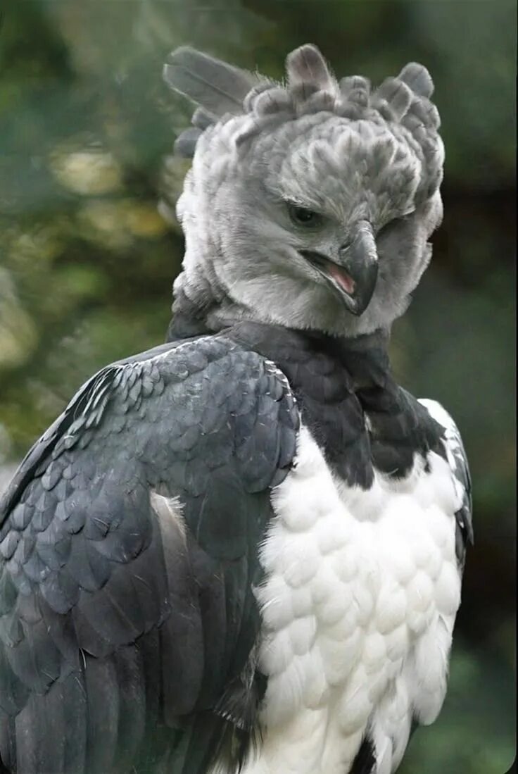 Южноамериканская гарпия 