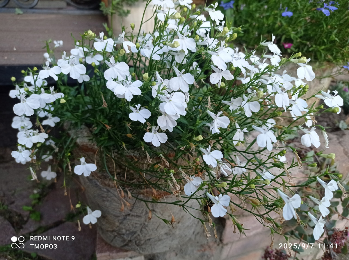 ничего особенного, но мило