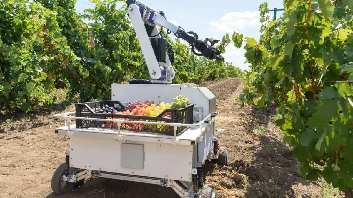 Фото: telegram-канал ДГТУ / ИОТ «Школа Икс»Студенты Института опережающих технологий «Школа Икс» ДГТУ создали робота-сборщика винограда «Дионис»