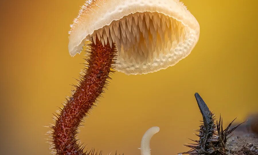 Гриб-ушкоед. Лесной обжора, без которого леса бы погибли