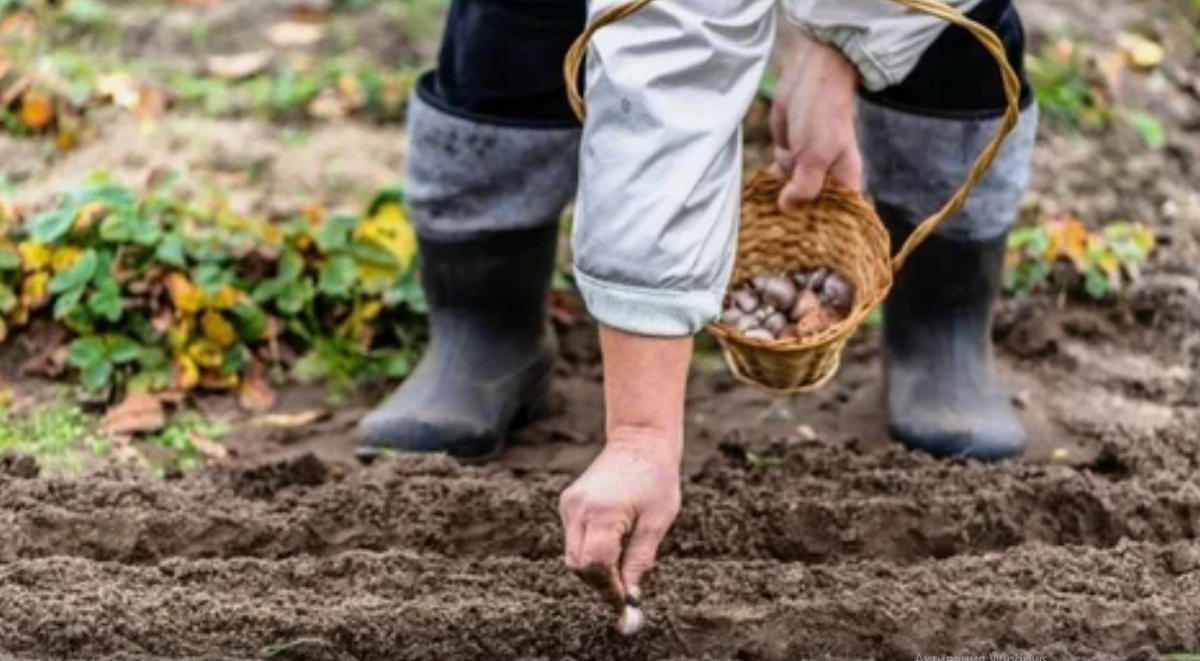 осенняя посадка