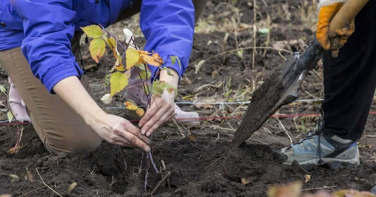 Осенью — лучшее время для посадки плодовых деревьев и кустарников