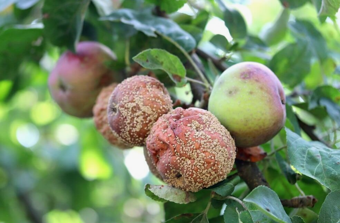 Монилиоз яблони.