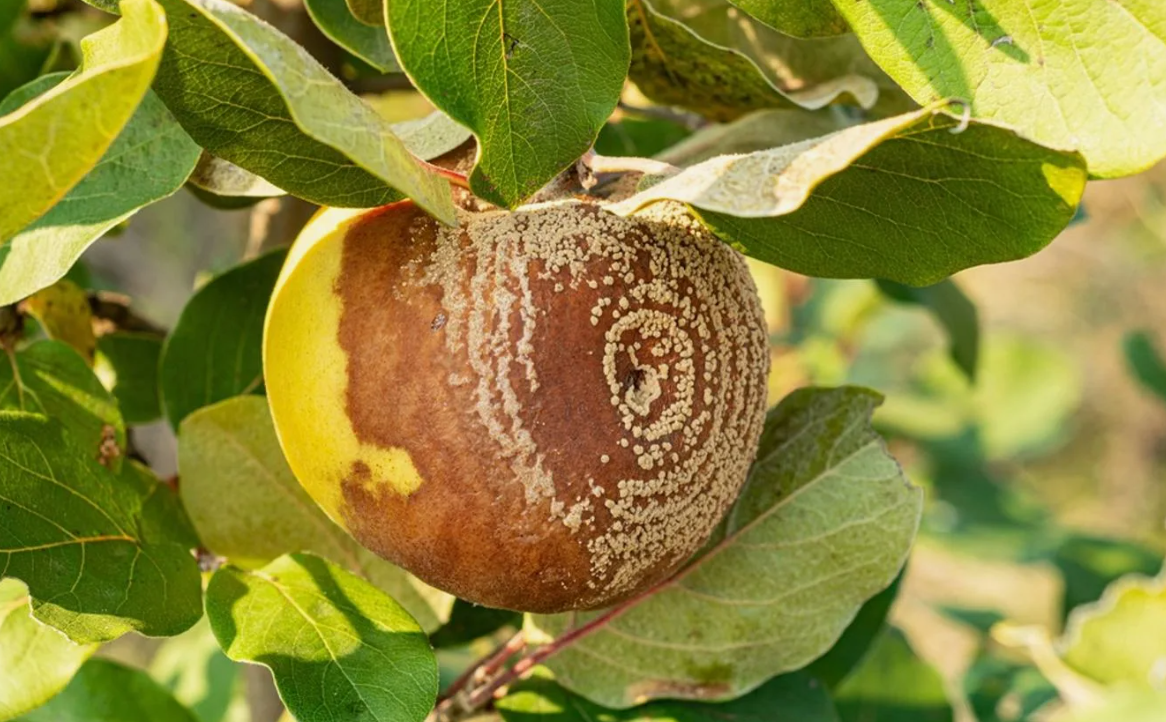 Монилиоз яблони.