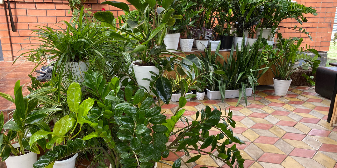 Замиокулькас