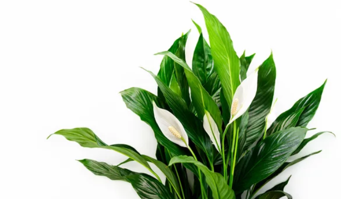 Спатифиллум 