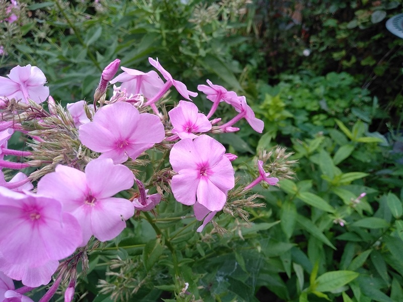 Завершающее цветение любимого розового флокса в саду. Сенттябрь