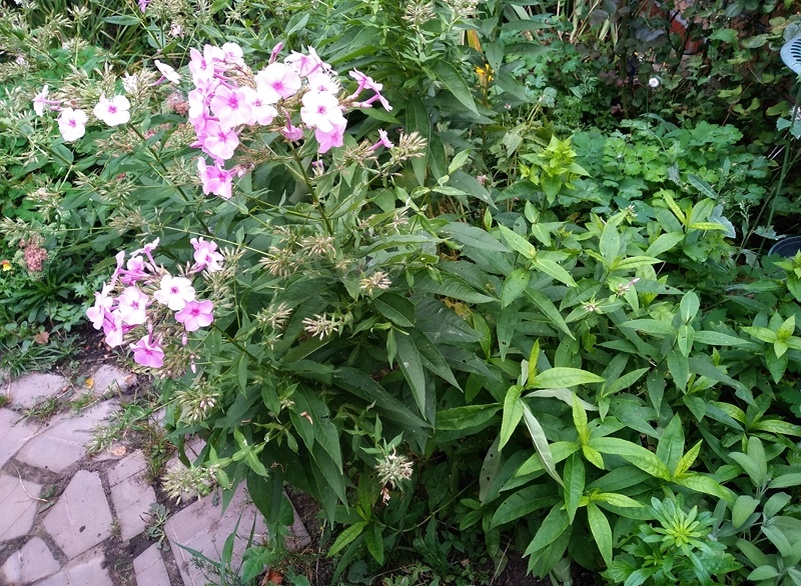 3 сентября куст выглядел так, поделённый поподам на доцветающие соцветия и зачатки новых