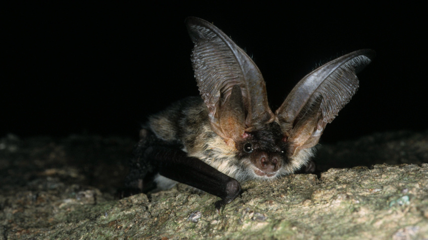    Фото: www.globallookpress.com/Hugh Clark/FLPA