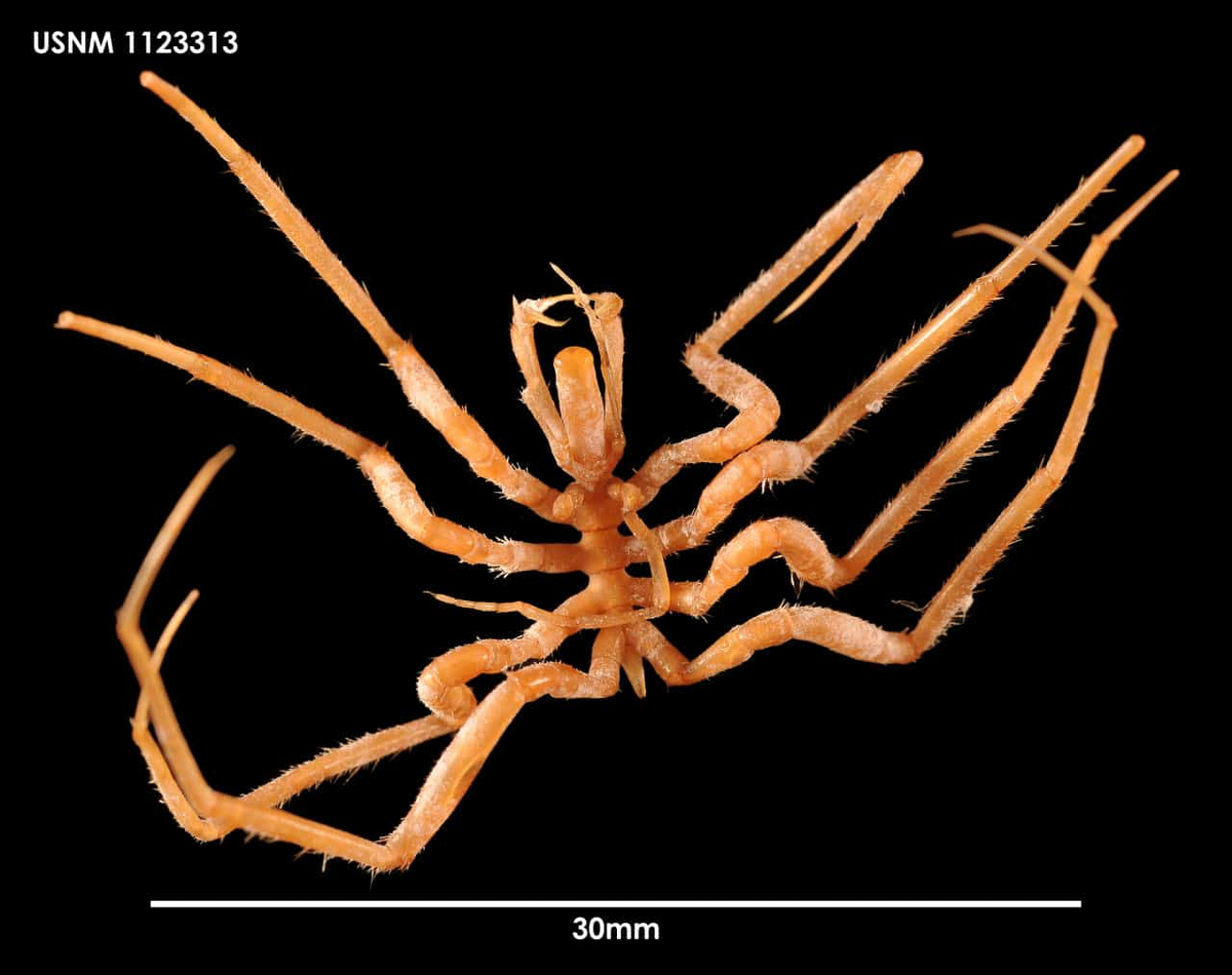 Морской паук в объективе 30 mm