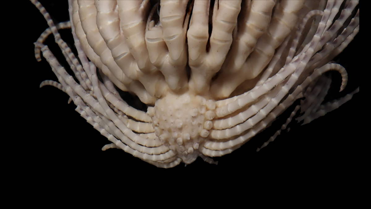 Фото: Emily McLaughlin, Nerida Wilson and Greg Rouse
Антарктическая клубничная перьевая звезда