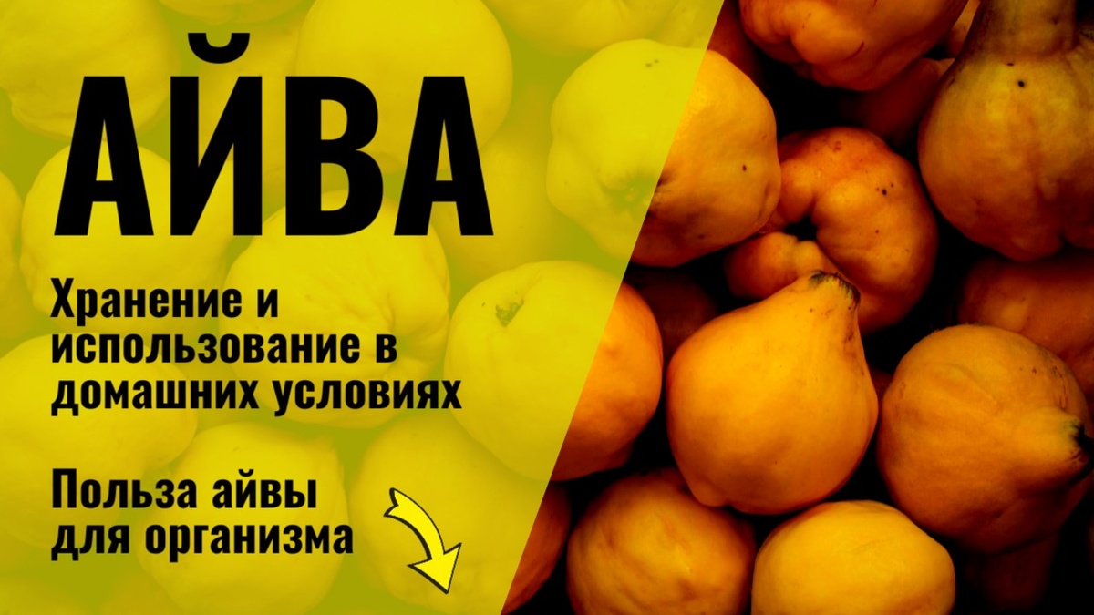 Фрукт айва.