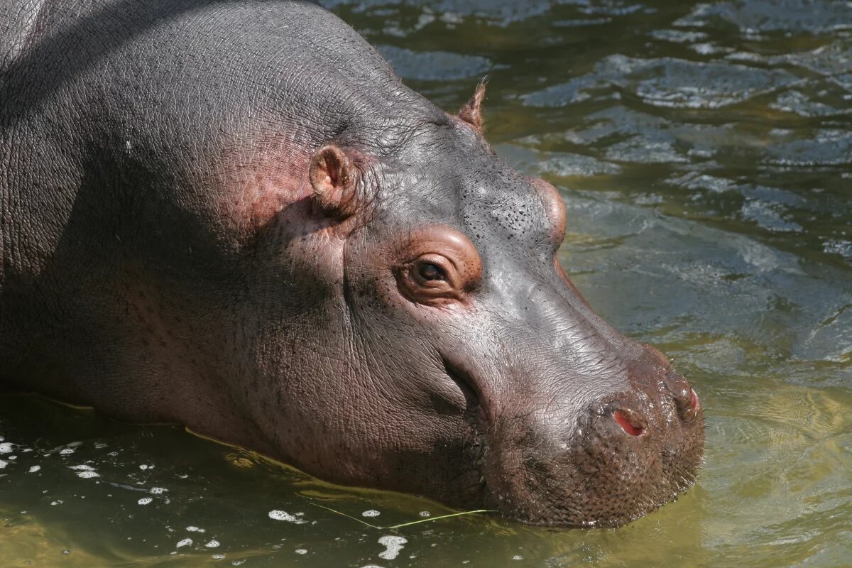    Бегемот перевернул лодку в Кот-д'Ивуаре, пропали 11 человек
