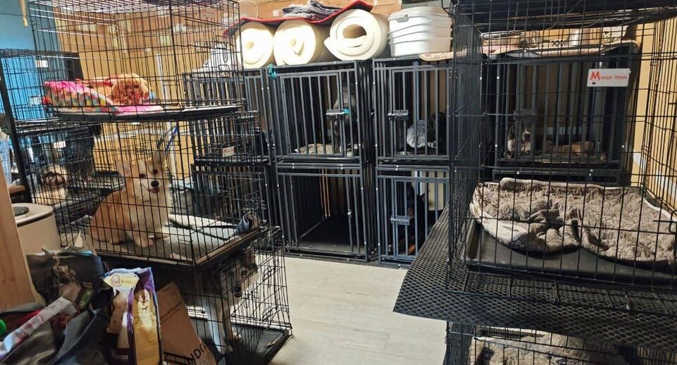 Житель Волгограда: в зоогостинице в Чехове одна собака умерла, другая заболела