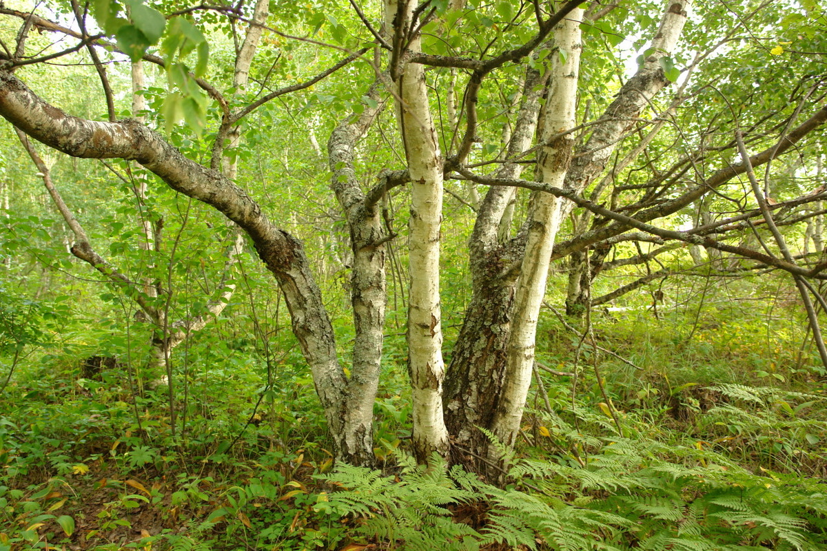    Фото: Наталья Лаур