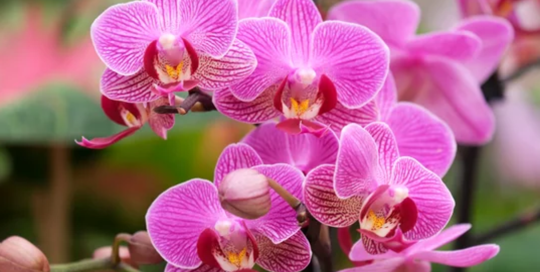 Фаленопсис: чем кормить орхидею, чтобы она цвела круглый год