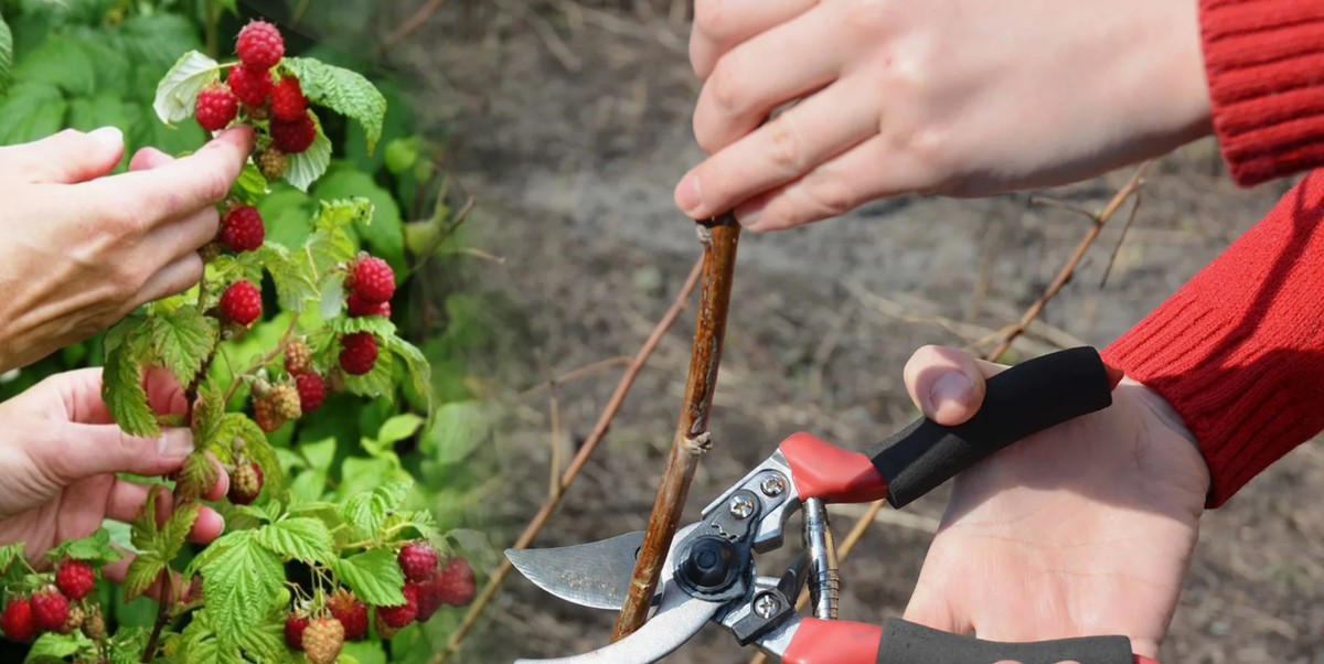 обрезка малины осенью