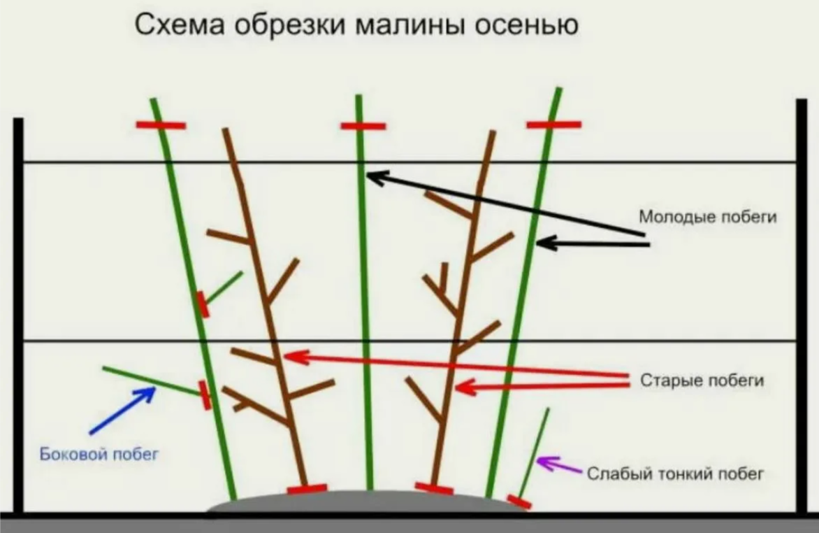 5 шагов к щедрому урожаю: научно обоснованная схема обрезки