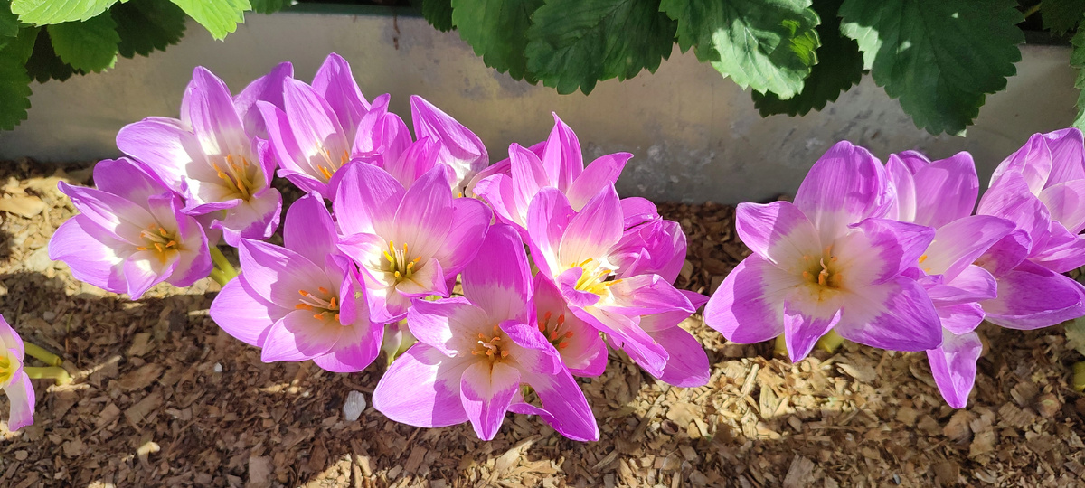 Безвременики, последние отголоски лета. 