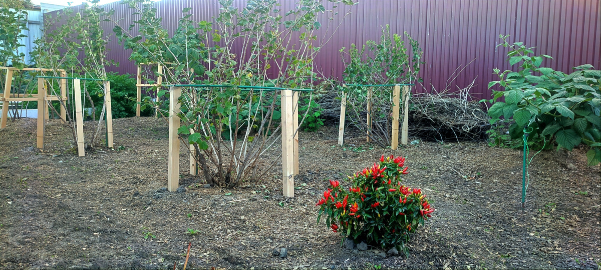 На этом участке я сделала подпорки для всех кустарников. 