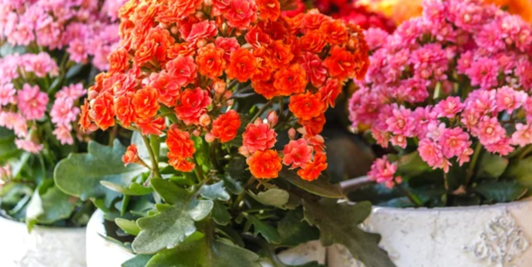 Каланхоэ Блоссфельда: как заставить цвести снова и снова? Хитрость с «умной» подкормкой