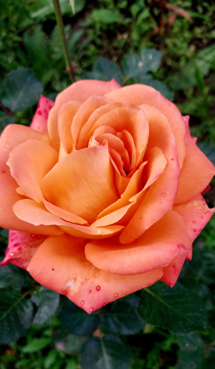 Ну как пройти мимо такой красоты, последний штрих лета...