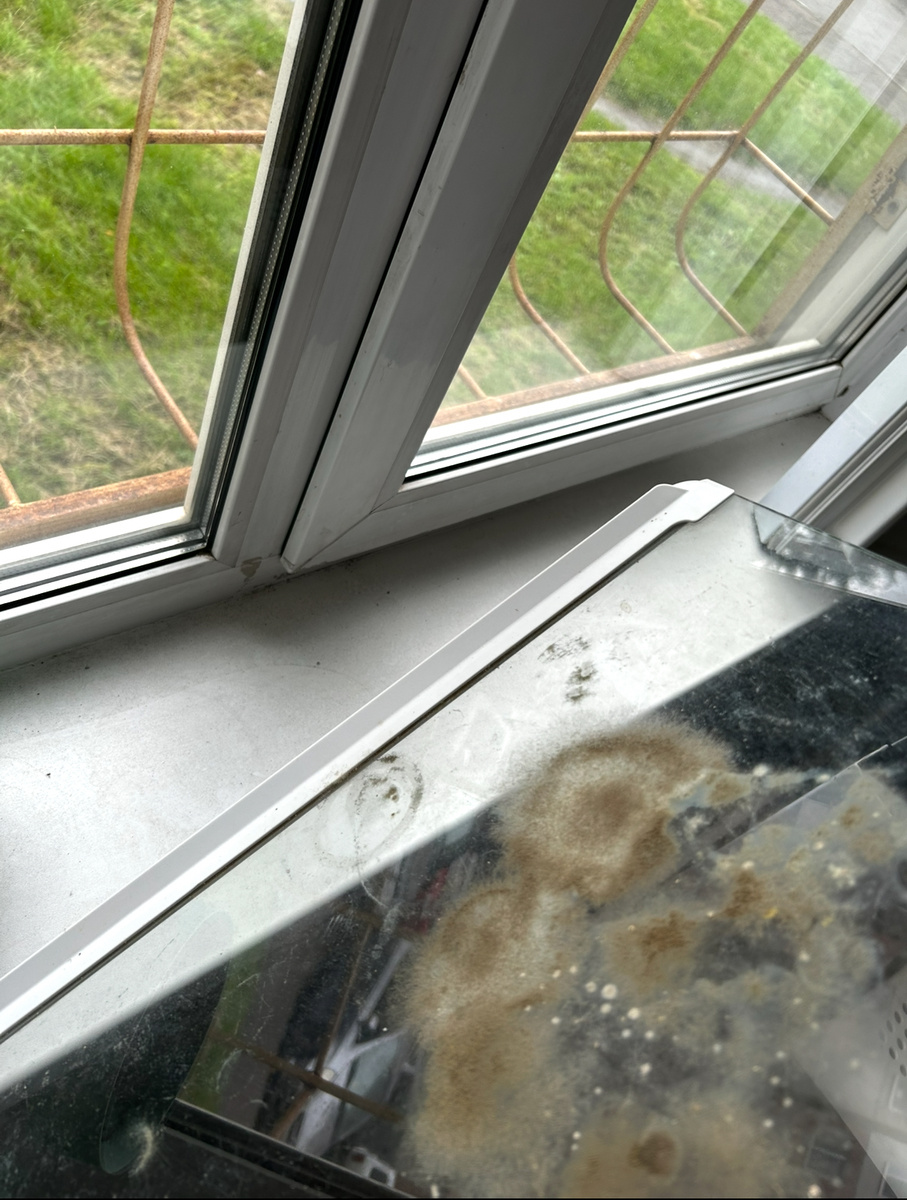 Интересно плесень сложно выводить?