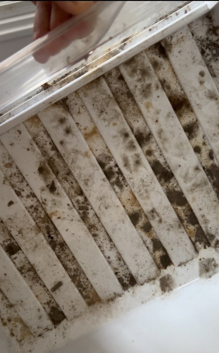 В холодильник поселилась колония грибов.