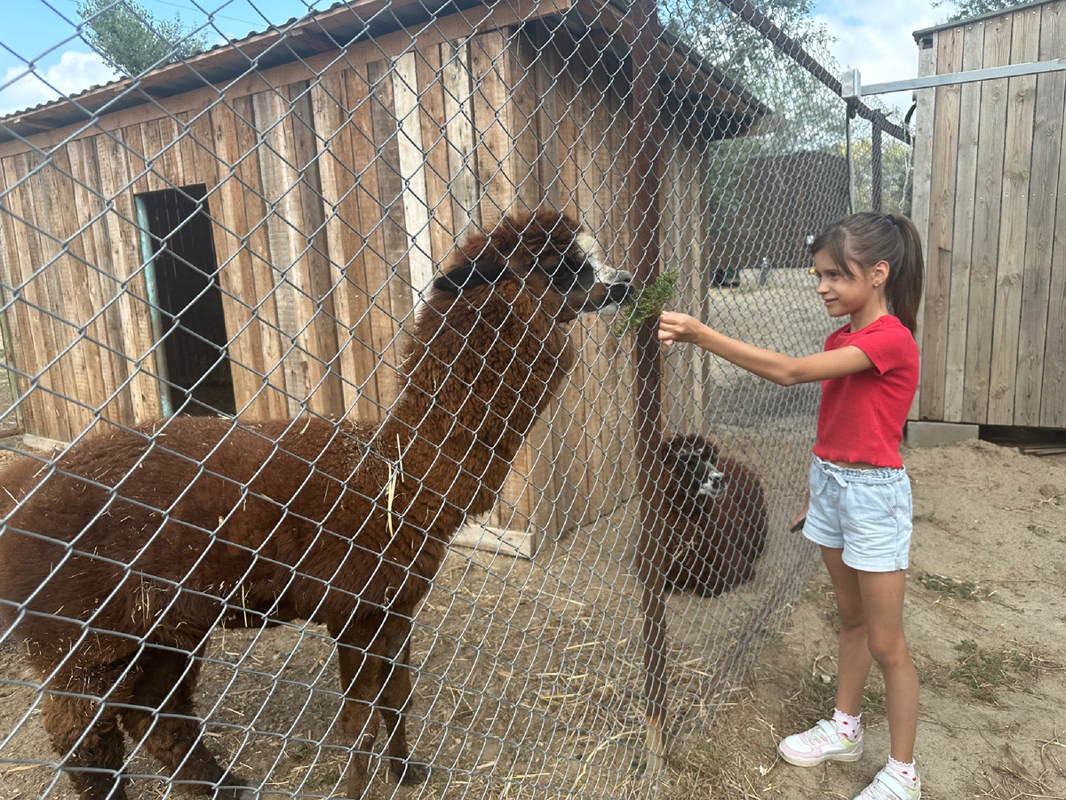 Альпаки. Фото автора 