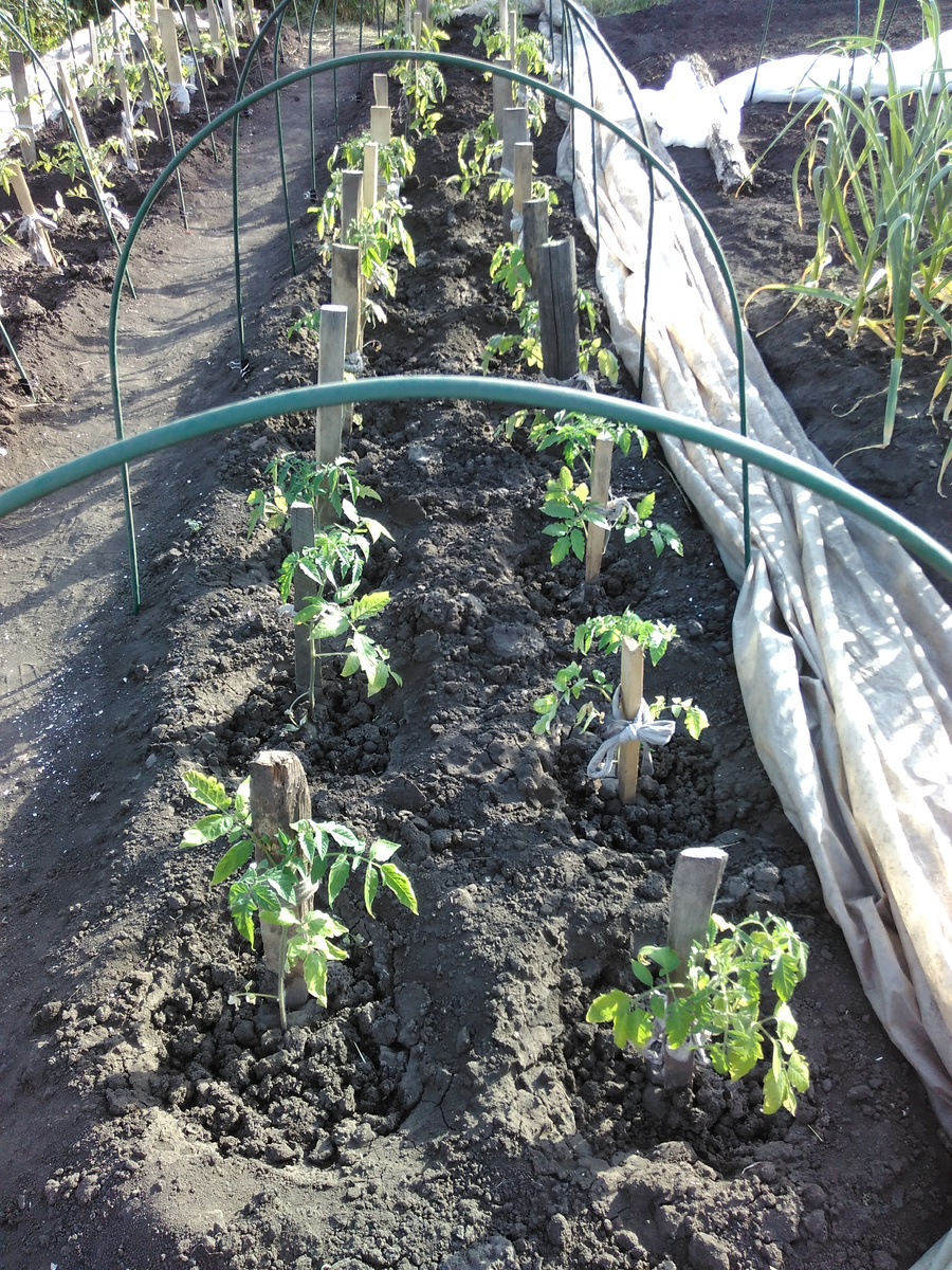 фото автора на даче