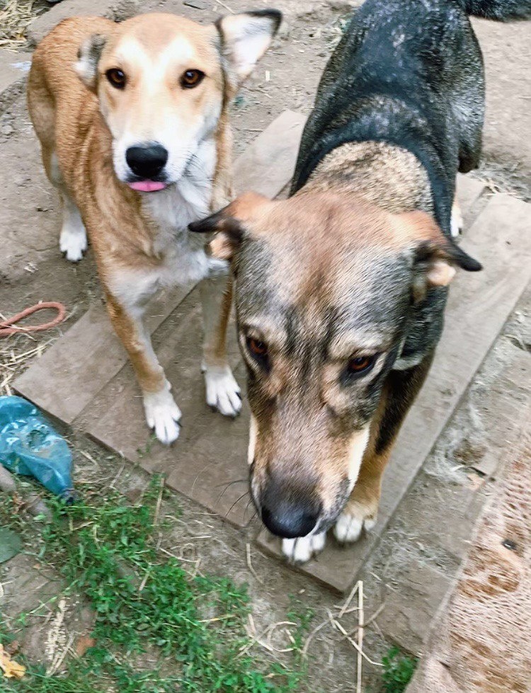 Рита и Рокки