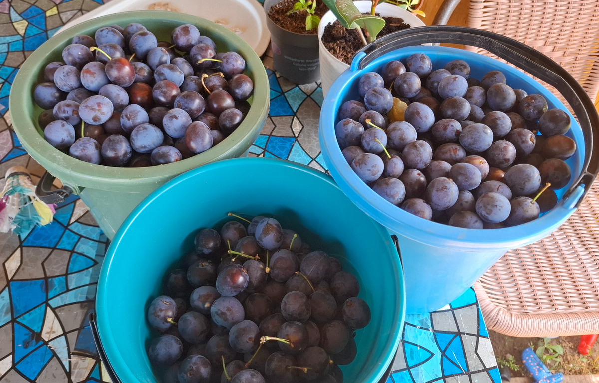 Эти сливы с одного дерева, на втором всего несколько штук было.