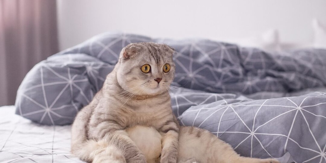 Почему кошки сидят на попе как люди: когда это мило, а когда — опасно