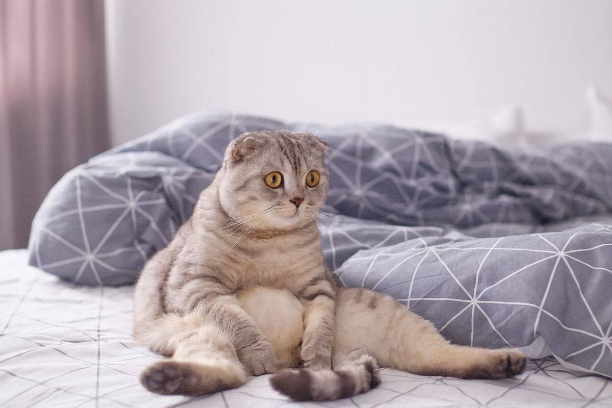 Кошка сидит на попе как человек