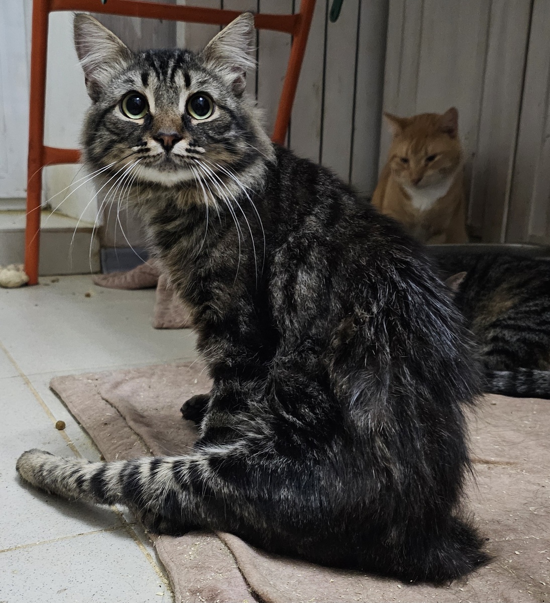 Фото автора. Толяша сломанный, но не сломанный. Так хочет жить. Помогите дышать и жить.