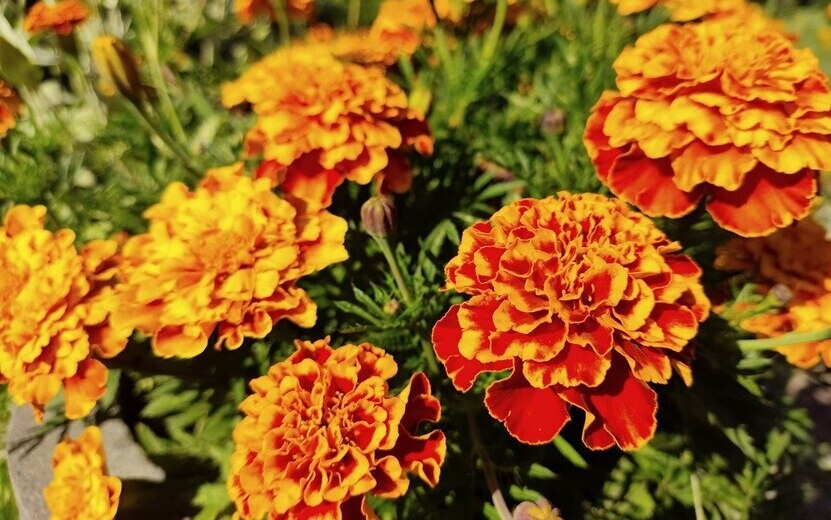    Погода в Ижевске на неделю: с 8 по 14 сентября ждем облачную погоду и не выше +20°С