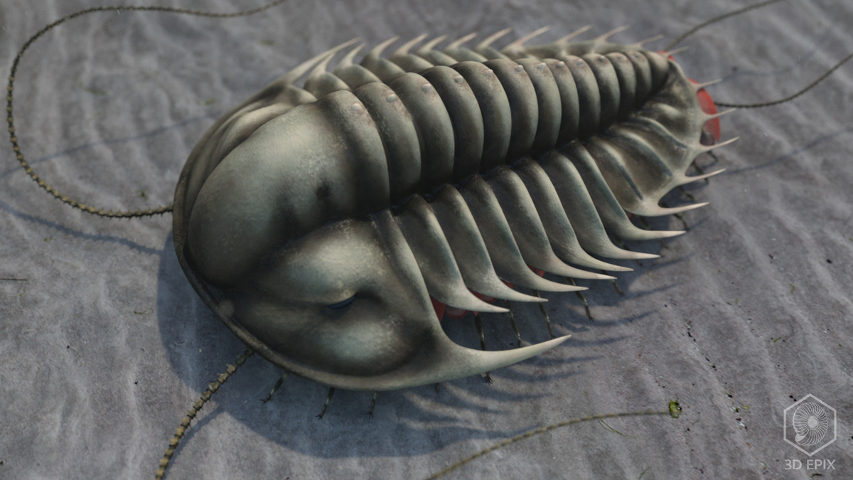 Примерно так мог выглядеть трилобит