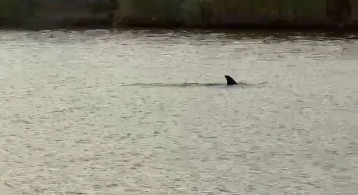    Фото: скриншот видео очевидцев из соцсетей