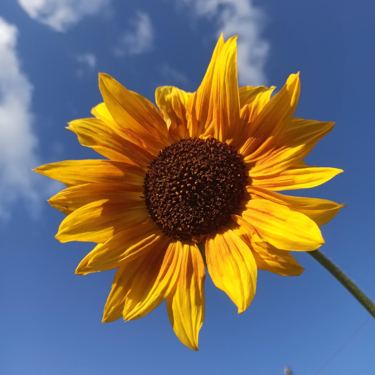 Подсолнух декоративный