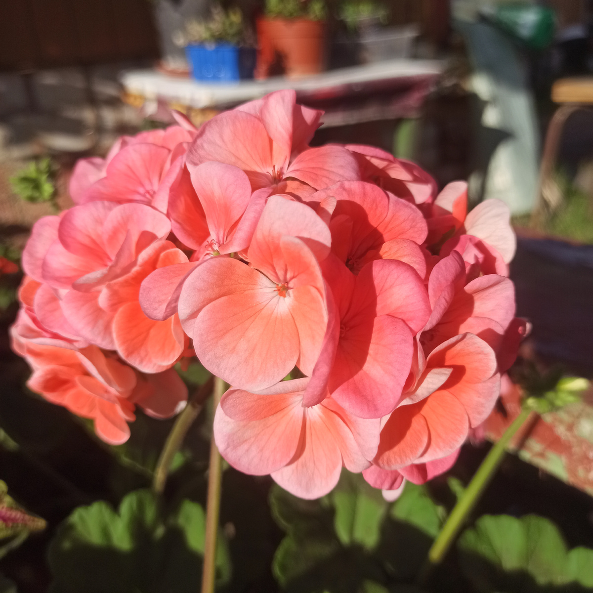 Пеларгонии (5 фото)