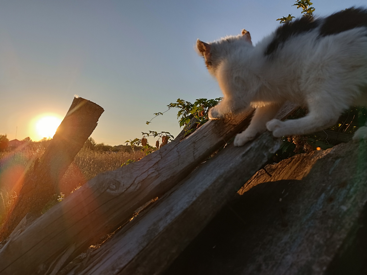 Котик на фоне заката. Дни стали короче... 