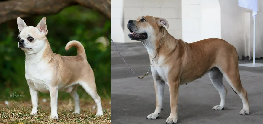 Коллаж фото с сайтов cadebou-kennel.com и pinterest.com