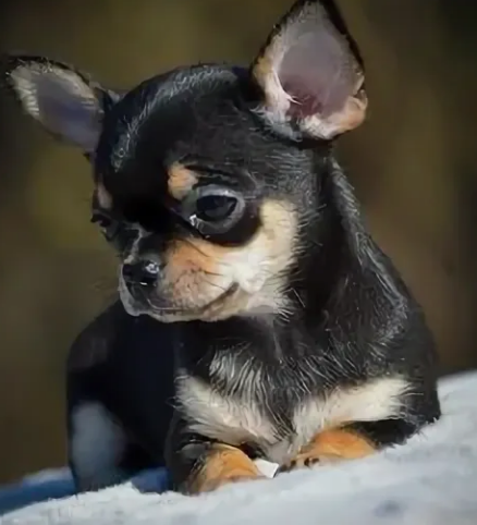 Фото с сайта pinterest.com