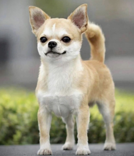 Самая миниатюрная копия больших брутальных собак